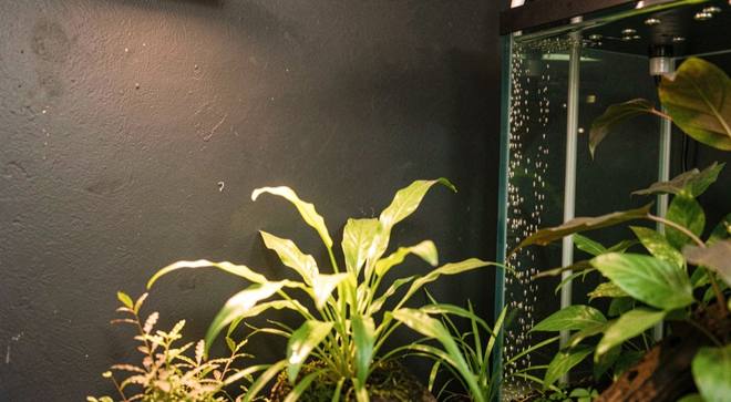 Een beplant zoetwateraquarium tegen een donkere wand, met fijne luchtbellen langs een filterbuis en warm licht op de waterplanten.